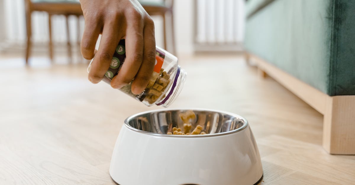 devenez testeur de nourriture pour animaux et contribuez à améliorer la qualité des aliments pour chiens et chats grâce à vos précieux retours.